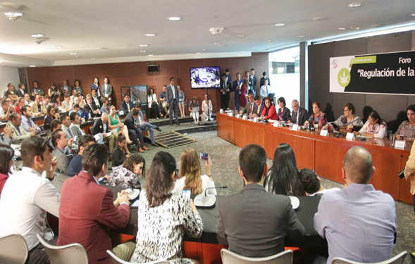 Abren en el Senado proceso para despenalizar la mariguana