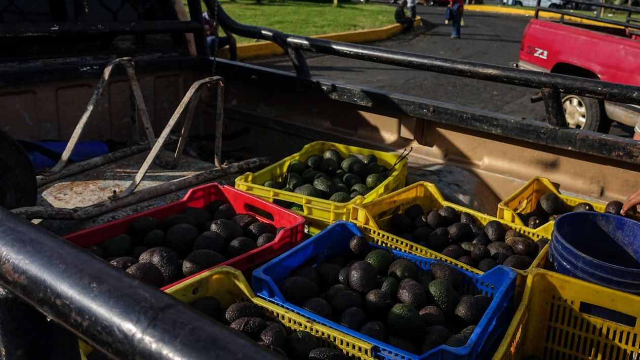 Se Incrementa el Consumo del Aguacate en EU