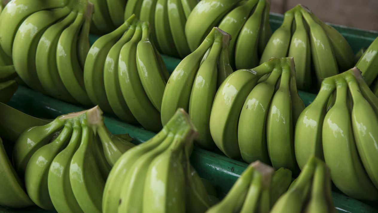 México Quiere Importar Plátano Tabasco a China