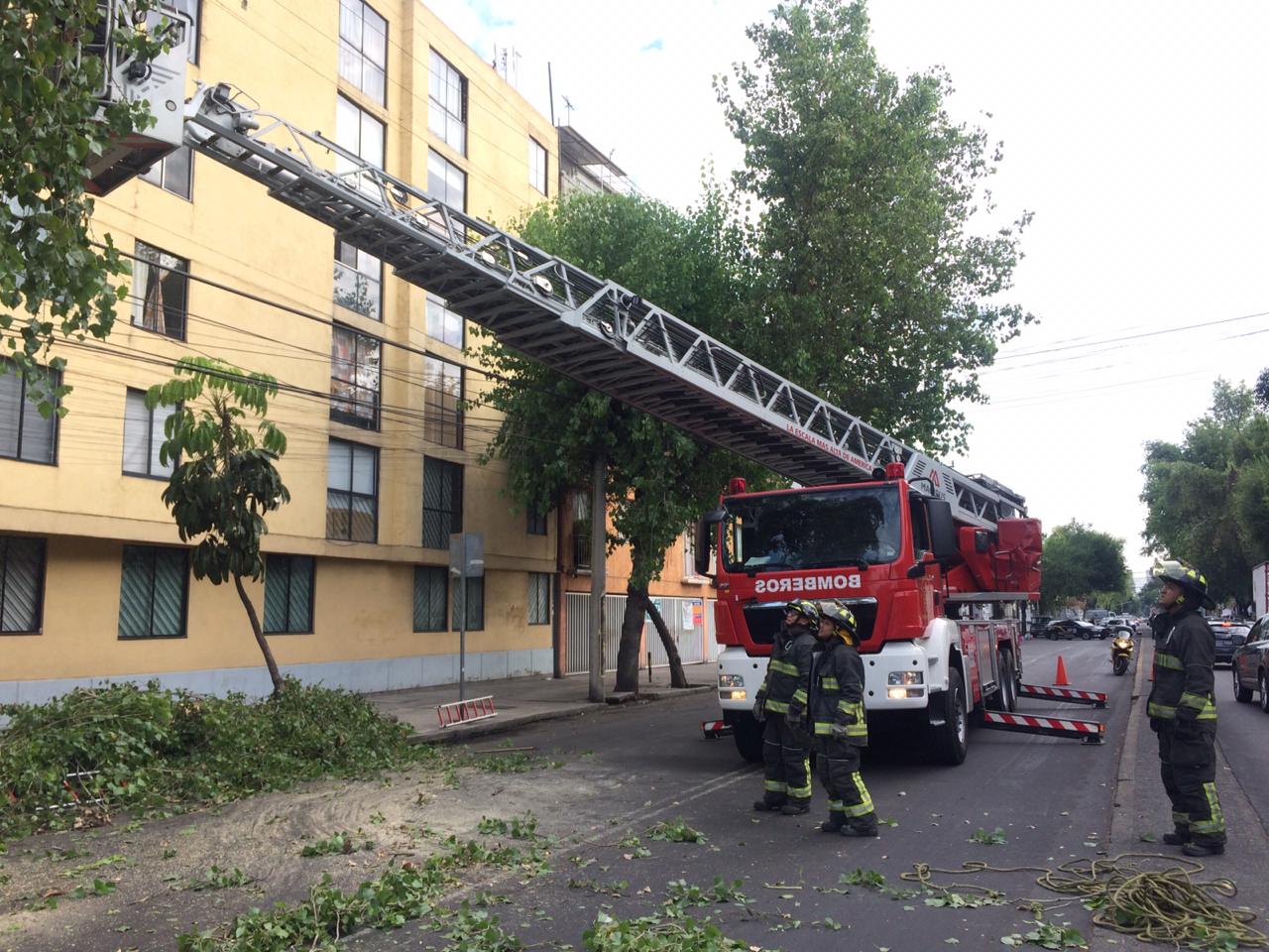 Retiran árbol que estaba a punto de caer en la colonia Doctores
