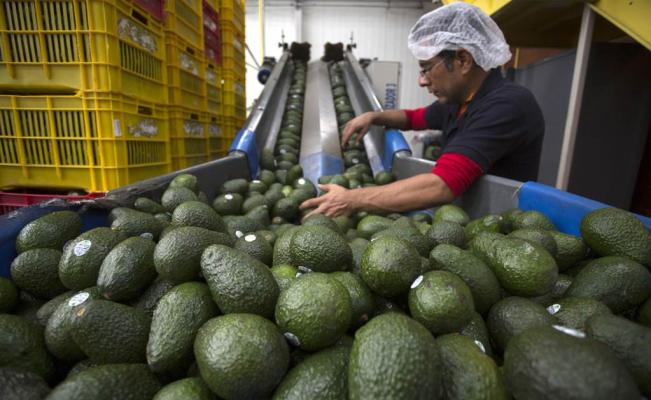 El Aguacate Mexicano se Sigue Cotizando en EU, Alcanza un 5.3% en Exportación