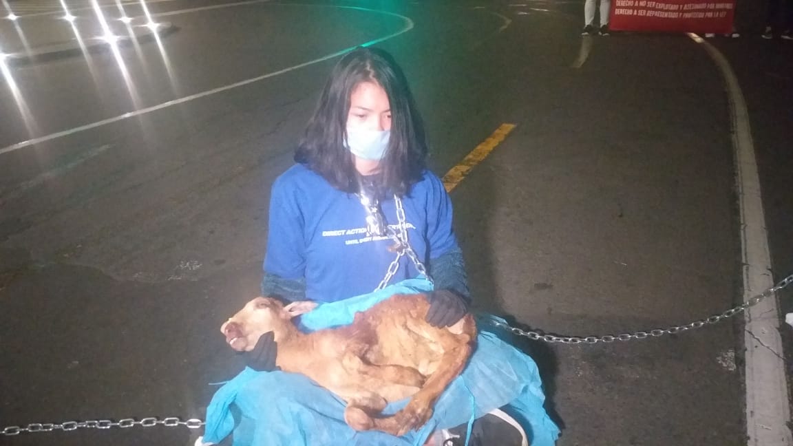 El pro de los derechos de los animales