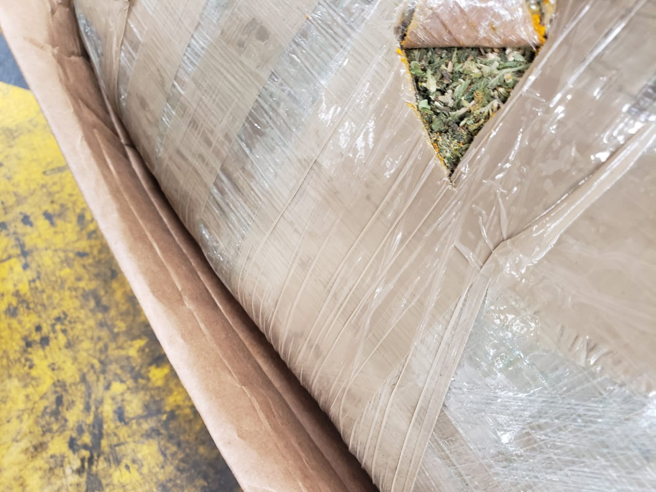 Binomios de la GN detectan 41 kilos de marihuana