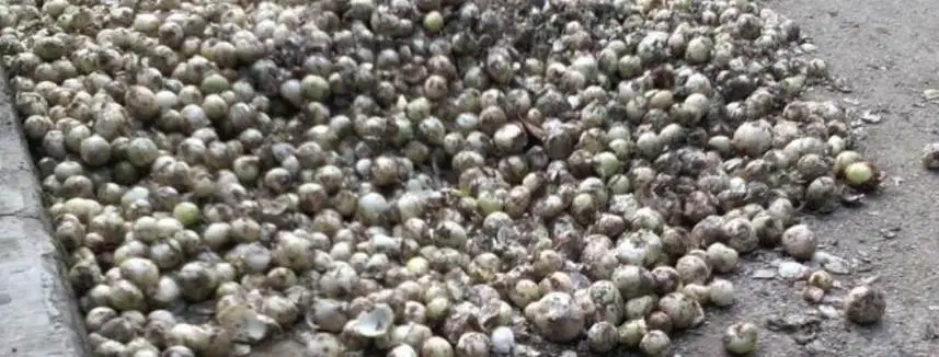 Campesinos de Chihuahua optaron por arrojar toneladas de cebollas a la basura por bajo costo