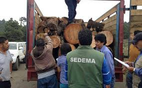 Elementos de la SSC, Profepa y GN detienen a sujeto por tala inmoderada de árboles en Tlalpan