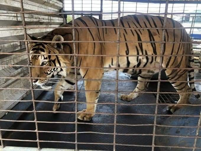 Durante un cateo, FGR asegura un oso y un tigre en un circo de Oaxaca