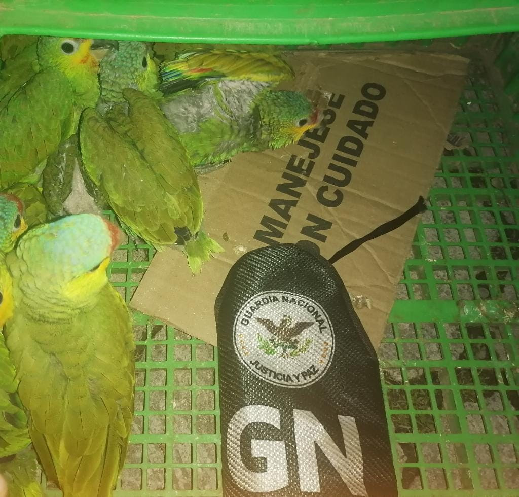 GN asegura nueve ejemplares de loros cabeza roja por peligros de extinción