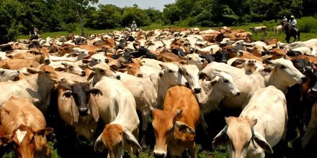 Se incrementa la exportación de carne de res por la pandemia