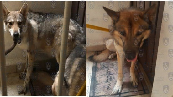 Rescatan a dos ejemplares de cruza de perro con lobo