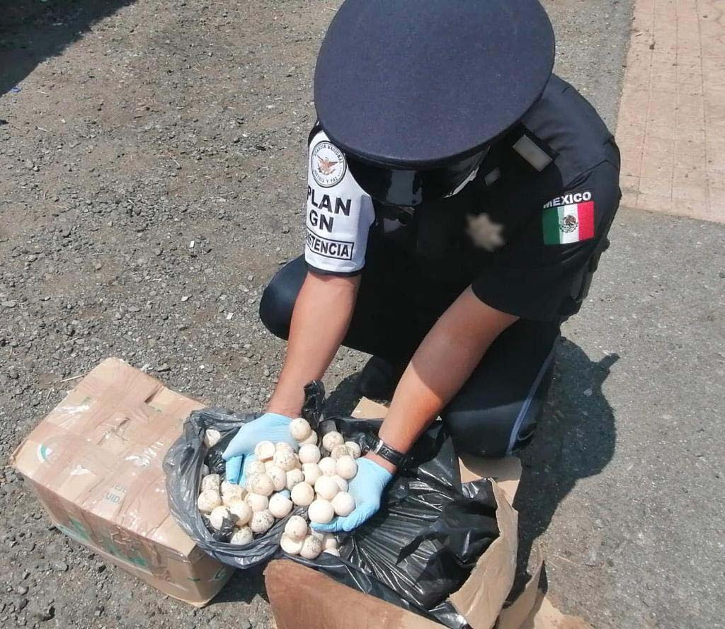 GN decomisa más de mil huevos de tortuga en Oaxaca