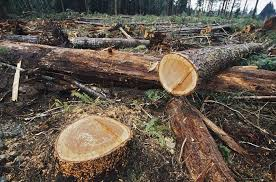 Perdió México 448 mil hectáreas de bosques y selvas por tala ilegal en dos años.