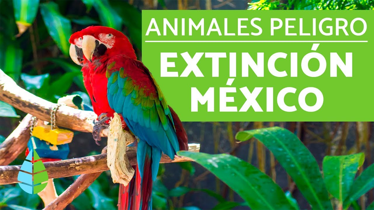 La delincuencia organizada está a la cabeza del tráfico de especies en peligro advierten senadores