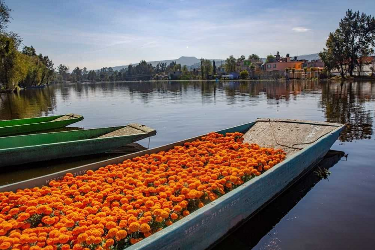 Las Chinampas y los mercados Xochimilco se tiñen de cempasúchil