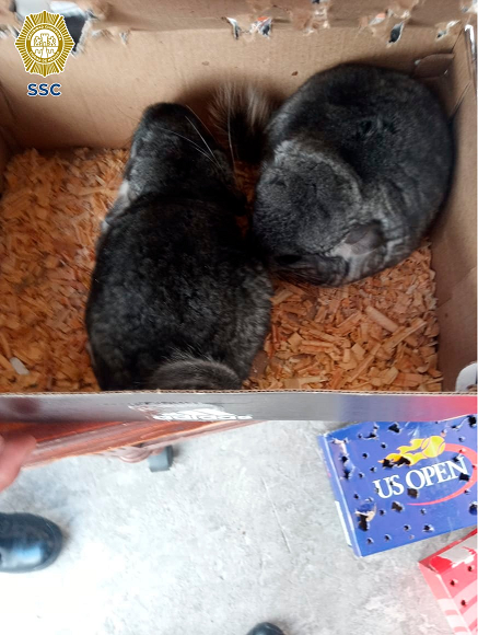 Detienen a sujeto en el metro con animales exóticos