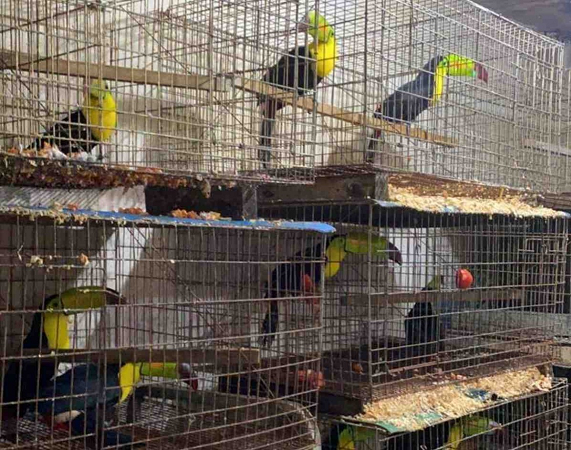 GN asegura 15 mil animales en peligro de extinción en Iztapalapa