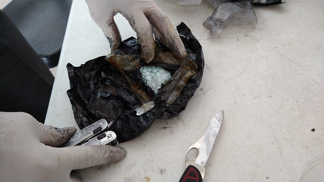 Binomios de la GN detectan más de 5 mil pastillos de fentanilo en Culiacán, Sinaloa
