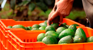 Costos de alimentos de la canasta básica se incrementaron al doble en Diciembre