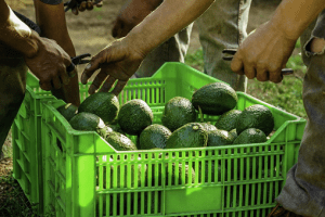 Michoacán llega a un acuerdo con la Embajada de EU, tras la cancelación de exportación de aguacates