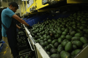Hay intereses de por medio para frenar la exportación de aguacate a EU: AMLO