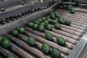 Llegan a un acuerdo los gobiernos de Michoacán y EU para la exportación del aguacate