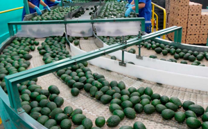 Gobierno federal garantiza reforzar medidas de seguridad para reactivar exportación de aguacate a EU