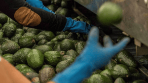 Se prevé que la próxima semana se reanude la exportación del aguacate a EU: AMLO