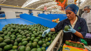 Balanza agroalimentaria tiene un superávit de 7 mil 192 mdd