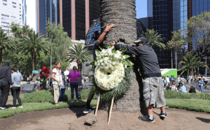 Con fiesta y baile despiden a la Palma que embelleció Paseo de la Reforma por cien años