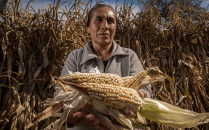 AMLO reconoce que falta mucho para lograr la autosuficiencia alimentaria en el país