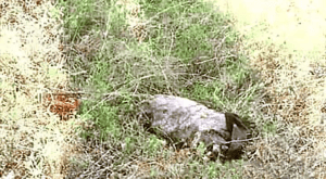Localizan cuerpo desmembrado en el Deportivo “Los Galeana”
