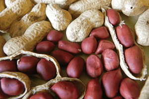 Lista la producción y abasto de cacahuates para las fiestas decembrinas: Sagarpa