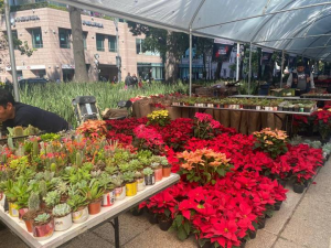 Rematarán más de 30 mil flores de Nochebuena en Reforma