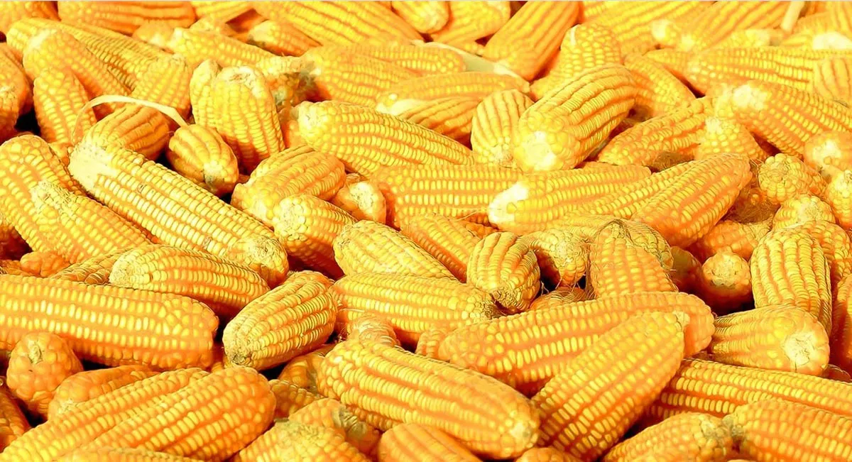 Es de vital importancia para el sector avícola, que haya acceso al mapiz amarillo para abasto: UNA