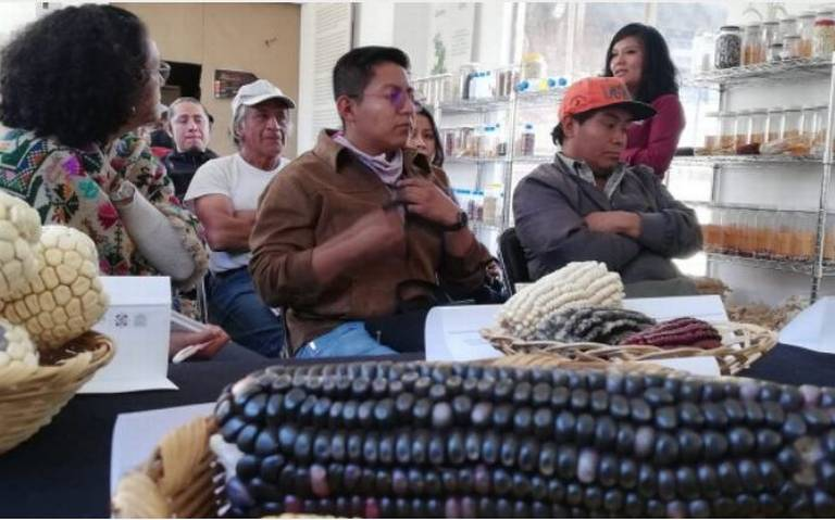 Sedema capacitará a productores sobre cómo obtener agroecológica de maíz nativo