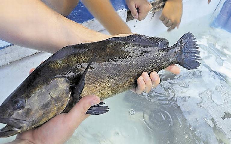 CITES reprueba el plan de México para frenar el tráfico de totoaba