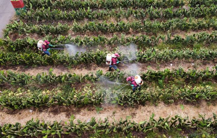 En la CDMX se libra una batalla contra plagas del nopal