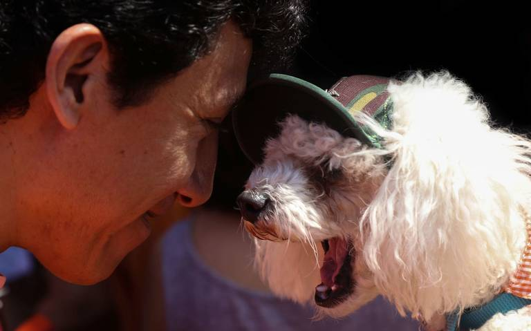 Congreso de la CDMX sugiere que quien lo desee vaya a trabajar con su mascota