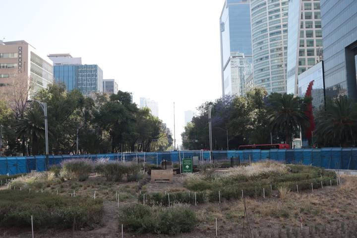 Nuevo ahuehuete será en plantado en Reforma en Mayo: Robles
