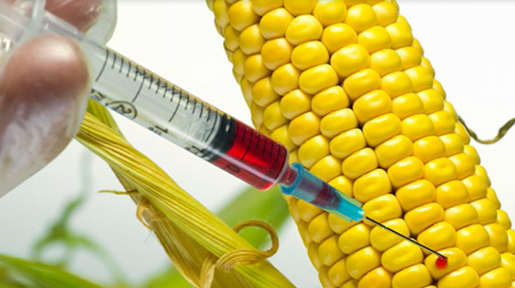 La disputa por maíz genéticamente modificado podría afectar balanza comercial agroalimentaria