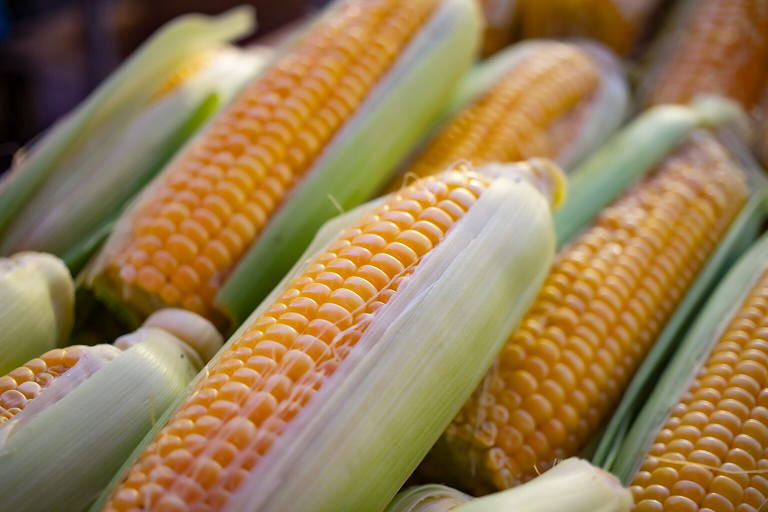 La disputa por el maíz transgénicamente modificado afectaría a la balanza comercial agroalimentaria de Méxic o: ICC
