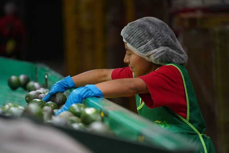 Se recupera el empleo formal en mayo, mejor que en 10 años