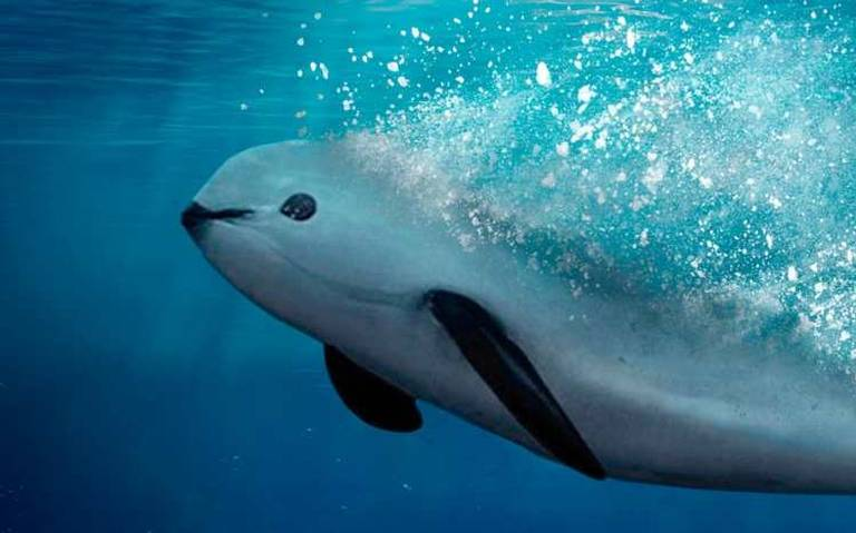 México cumple con un Plan de Acción para proteger a la vaquita marina