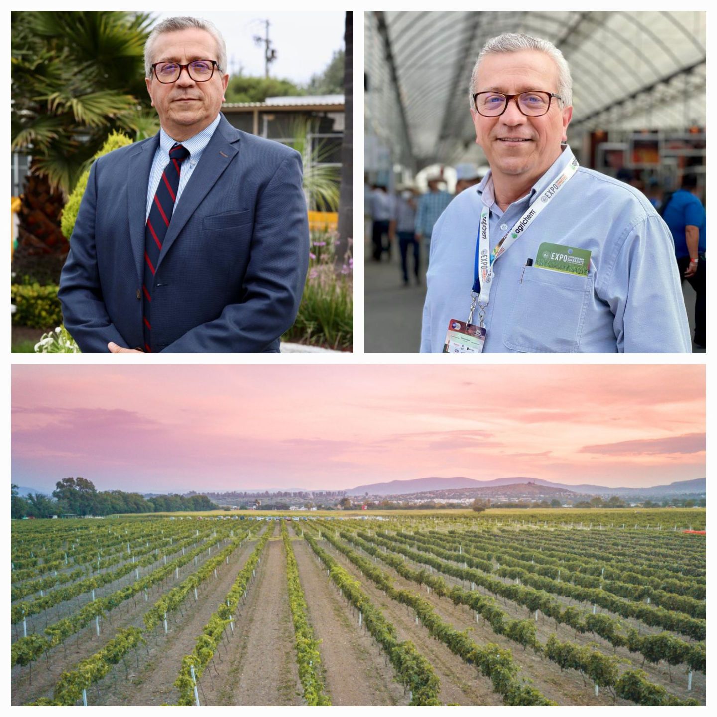 Agroquímicos ilegales Afectan cultivo de la vid en México