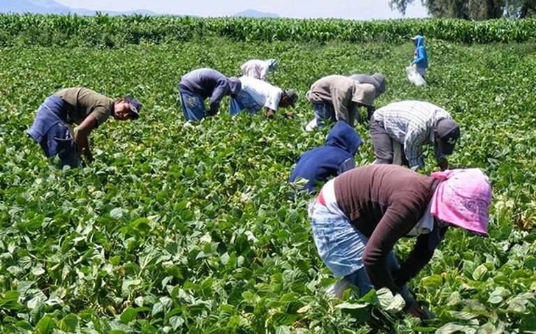 Crece el envejecimiento en el campo mexicano: UMFFAAC