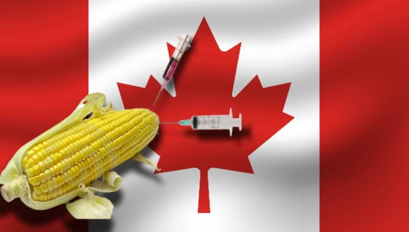 Canadá se une a la pelea de EU contra México por el maíz transgénico