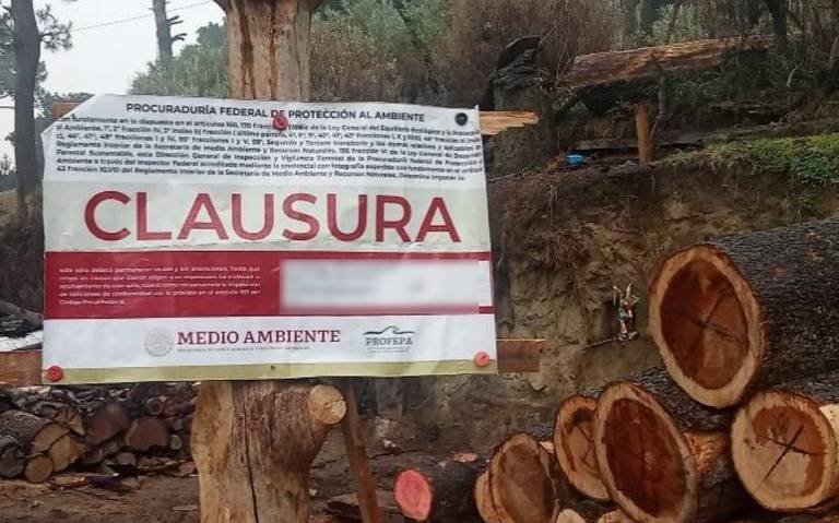 El combate a la tala ilegal está en su mejor momento: Batres