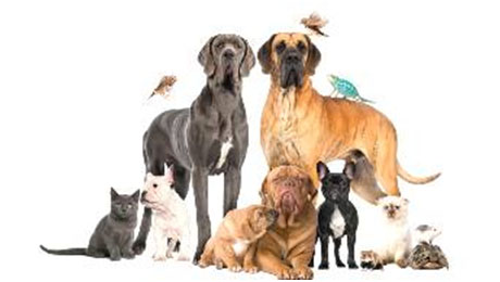 Locutores/ Rosalía Buaún/Ley General de Bienestar Animal