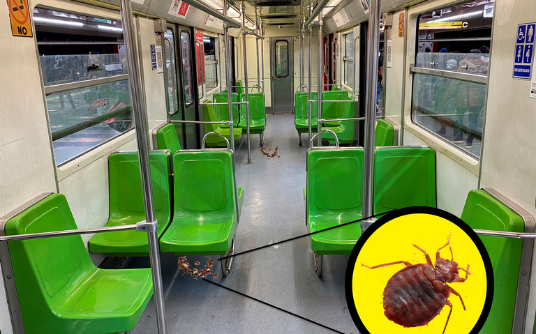 Diputados panistas exigen que se fumiguen el metro para eliminar las chinches