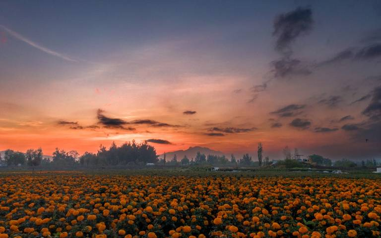 La producción del cempasúchil se incrementó en 465%: Sedema