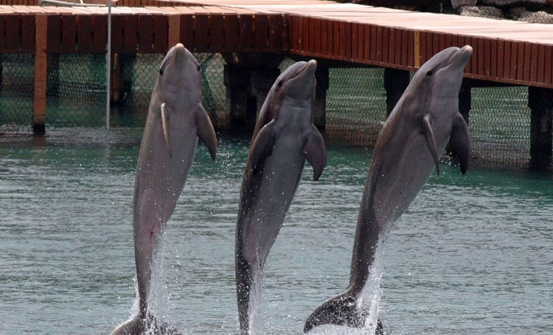 Espectáculo de delfines en destinos turísticos no serán de un solo dueño: Cofece